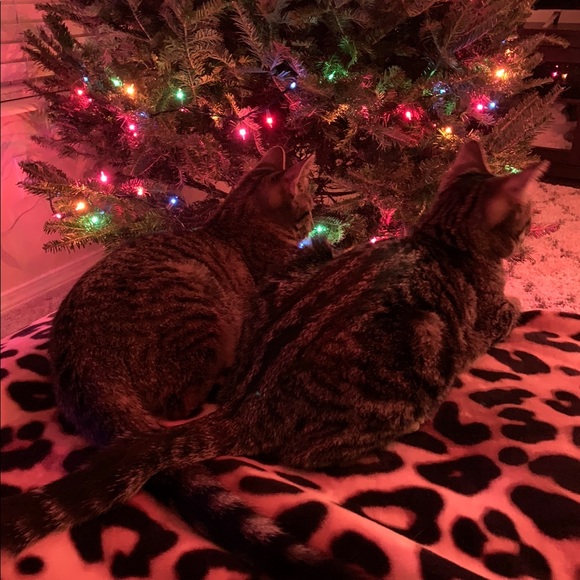 MEET YOUR POSHER🥰💖 - Picture 3 of 3